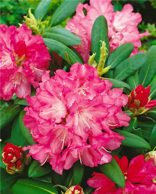 rhododendron dünger test Rhododendron Dünger von Flora Boost main image 1