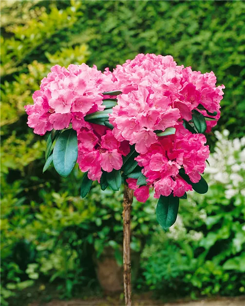 Rhododendron yakushimanum 'Morgenrot', Yaku-Rhododendron 'Morgenrot' -  Baumschule Ley
