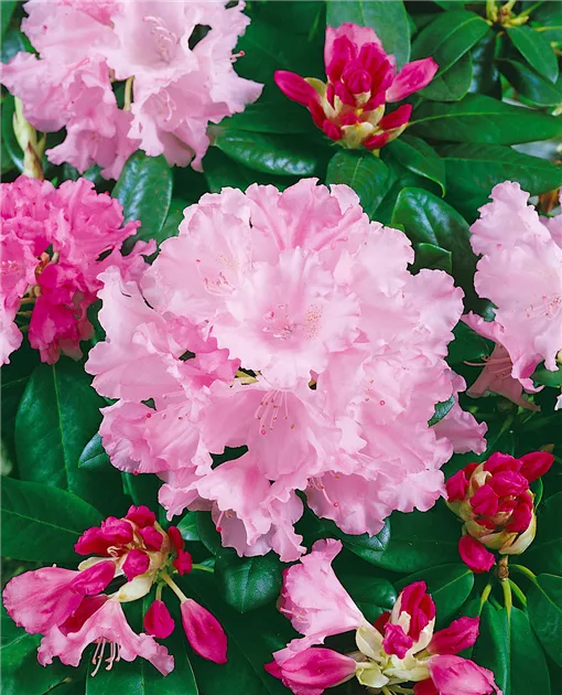 Rhododendron yakushimanum 'Silberwolke', Yaku-Rhododendron 'Silberwolke' -  Baumschule Ley