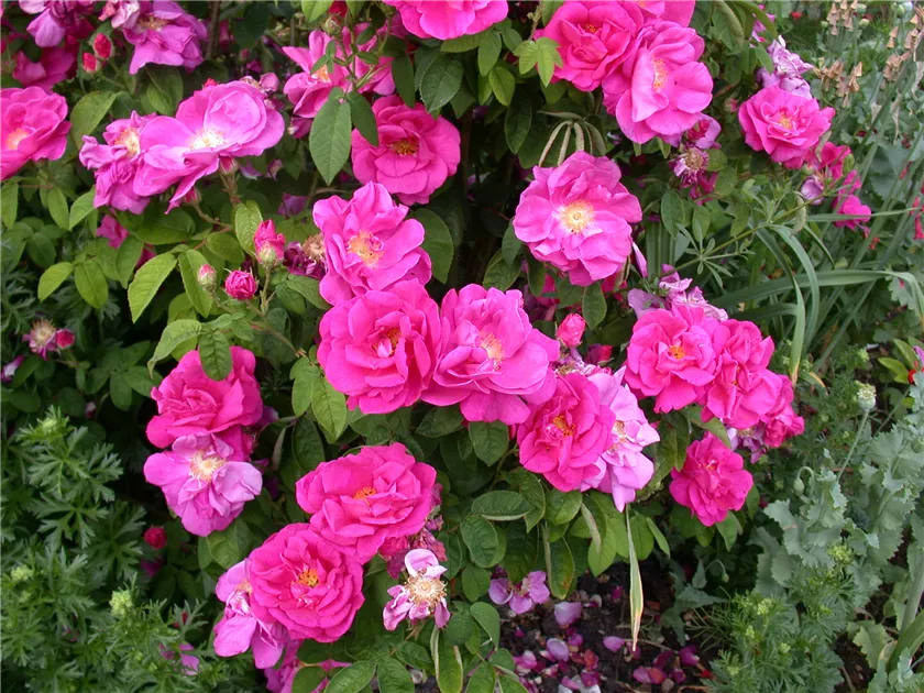 Rosa rugosa gefllt, Geflltblhende Apfelrose - Baumschule Ley