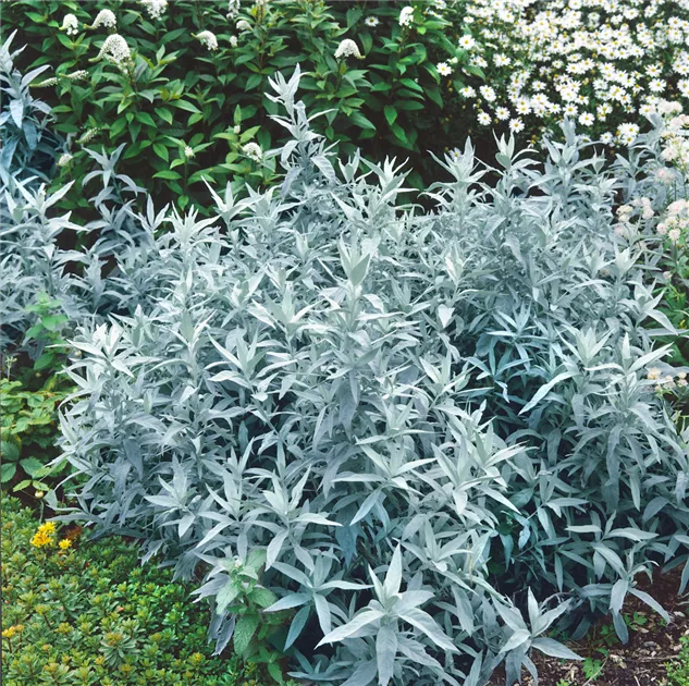 Artemisia ludoviciana 'Silver Queen', Silberraute 'Silver Queen' -  Baumschule Ley