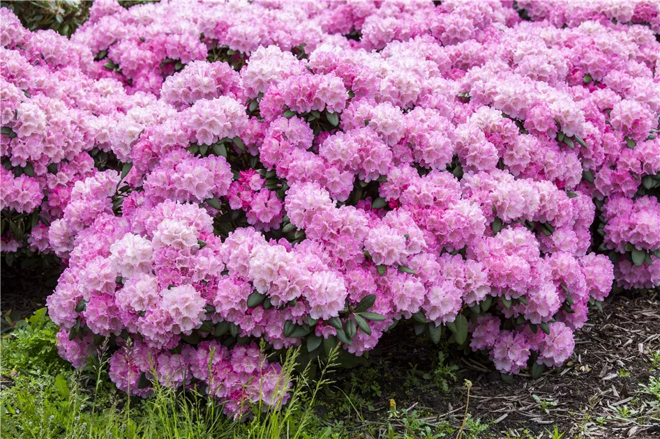 Rhododendron yakushimanum, rosa, Yakushima-Rhododendron - Baumschule Ley