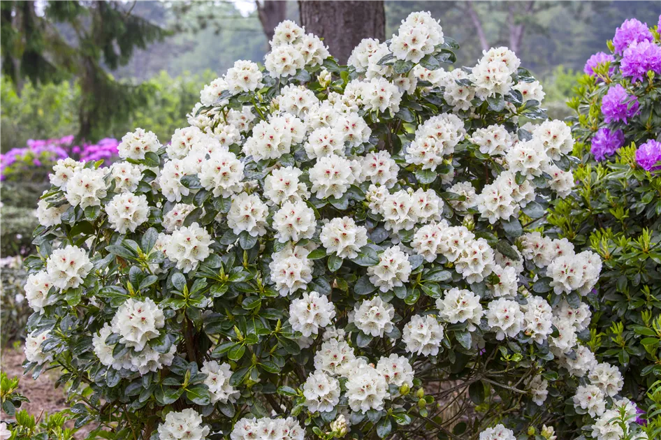 taxus cuspidata lescow Taxus cuspidata Low Boy main image 1