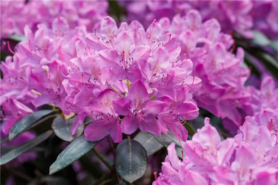 Rhododendron, lila, Rhododendron - Baumschule Ley