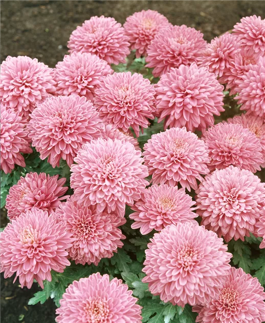 Chrysanthemum indicum, rosa, Herbst-Chrysantheme