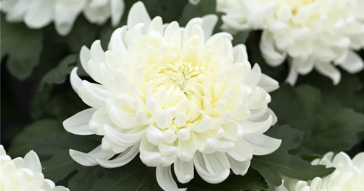 Chrysanthemum indicum 'Cosmo White', Chrysantheme 'Cosmo White'