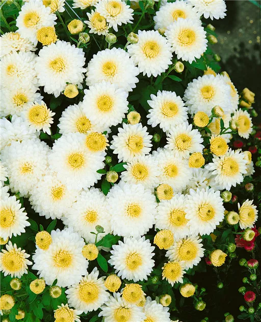 Vilmorin Chrysanthemum Grande Margerite – Weiße Gänseblümchen, 90 X 2 X 160 Cm