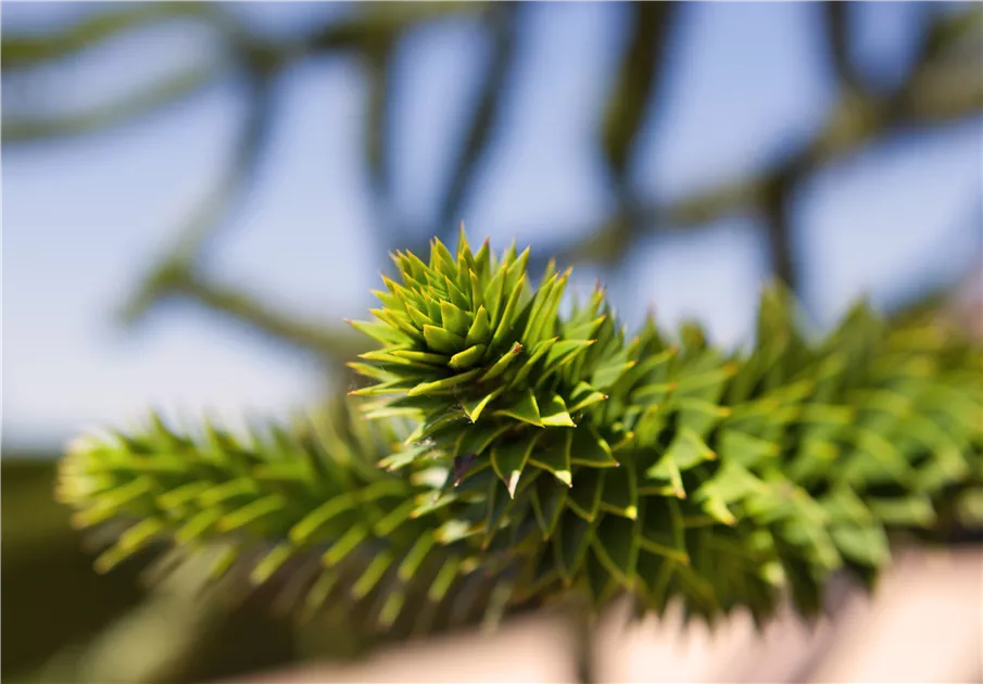 Araucaria araucana, Andentanne - Baumschule Ley